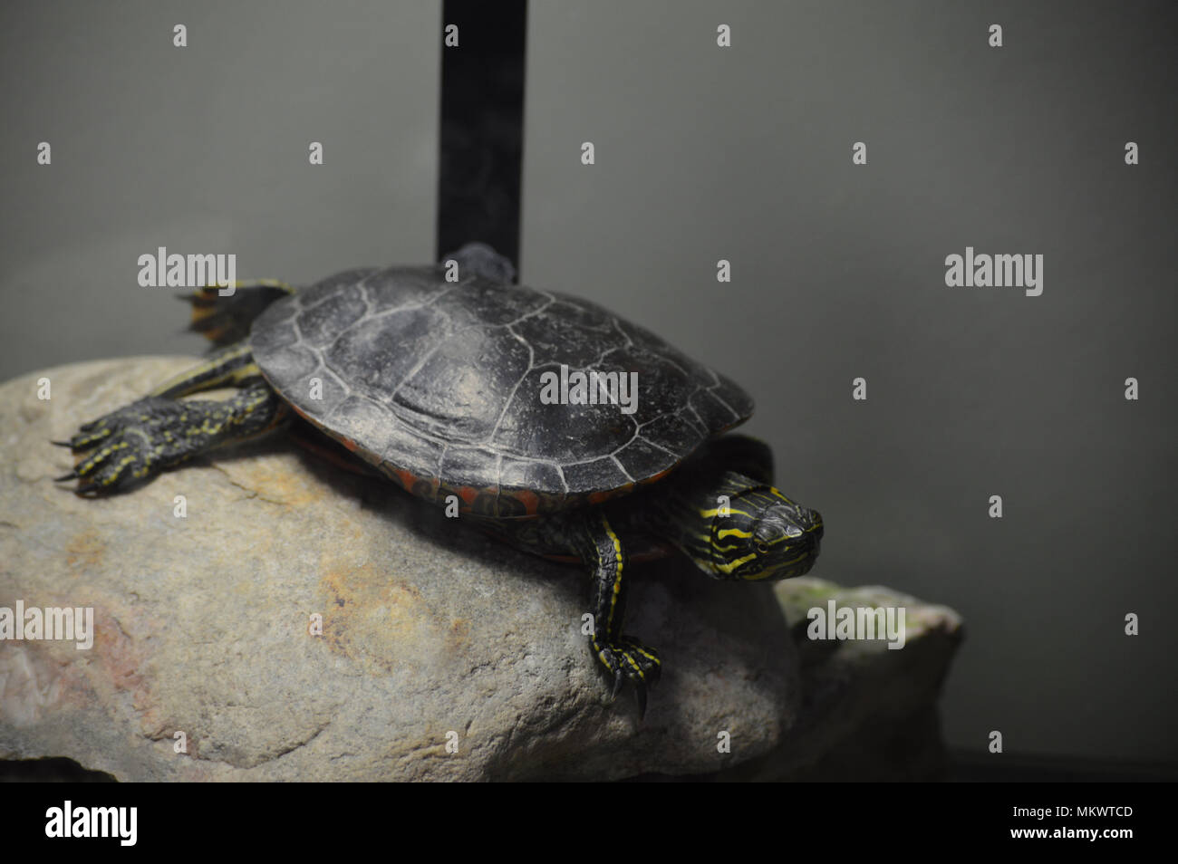 Yellow and black turtle hires stock photography and images Alamy