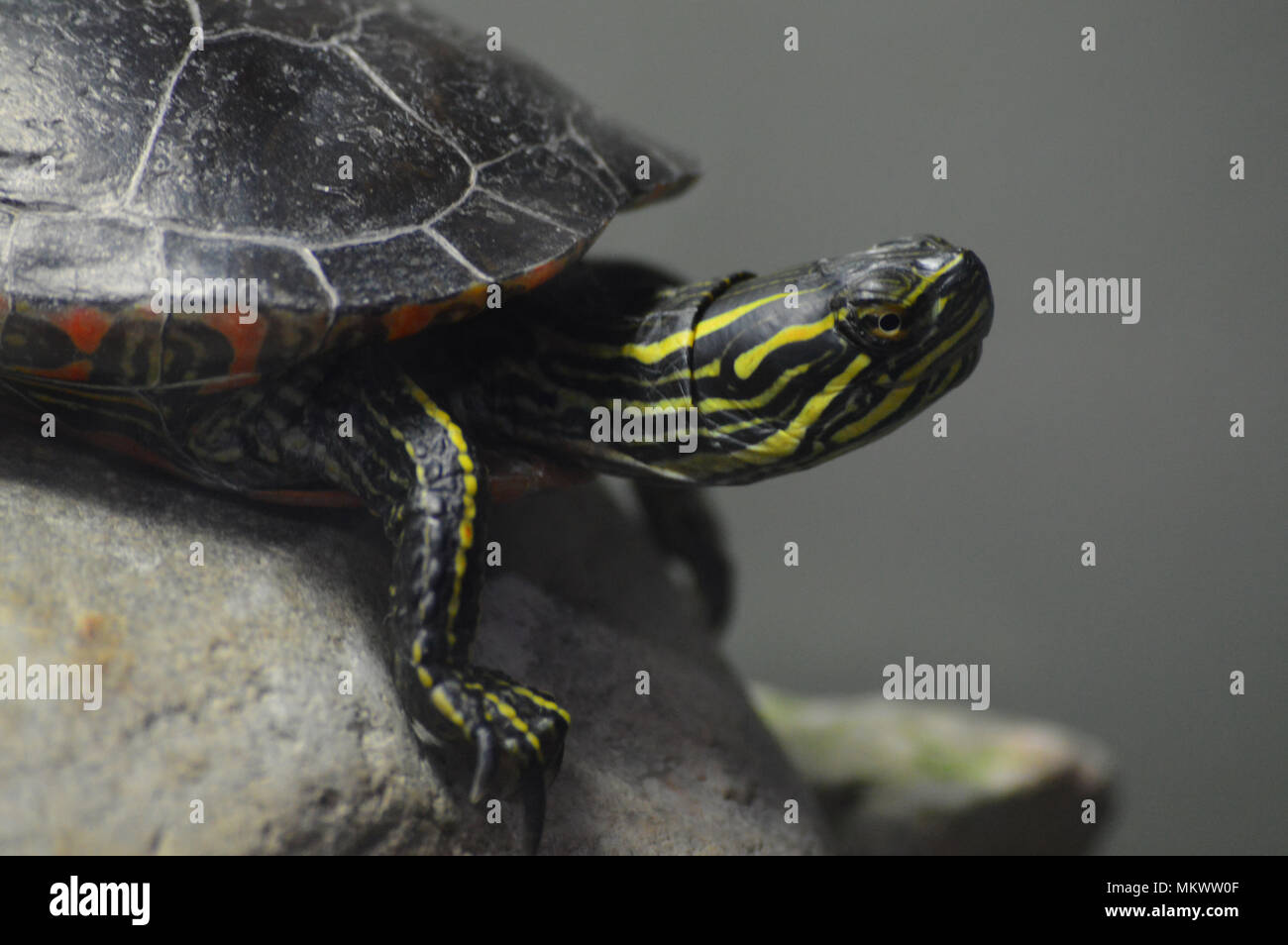 Yellow and black turtle hi-res stock photography and images - Alamy
