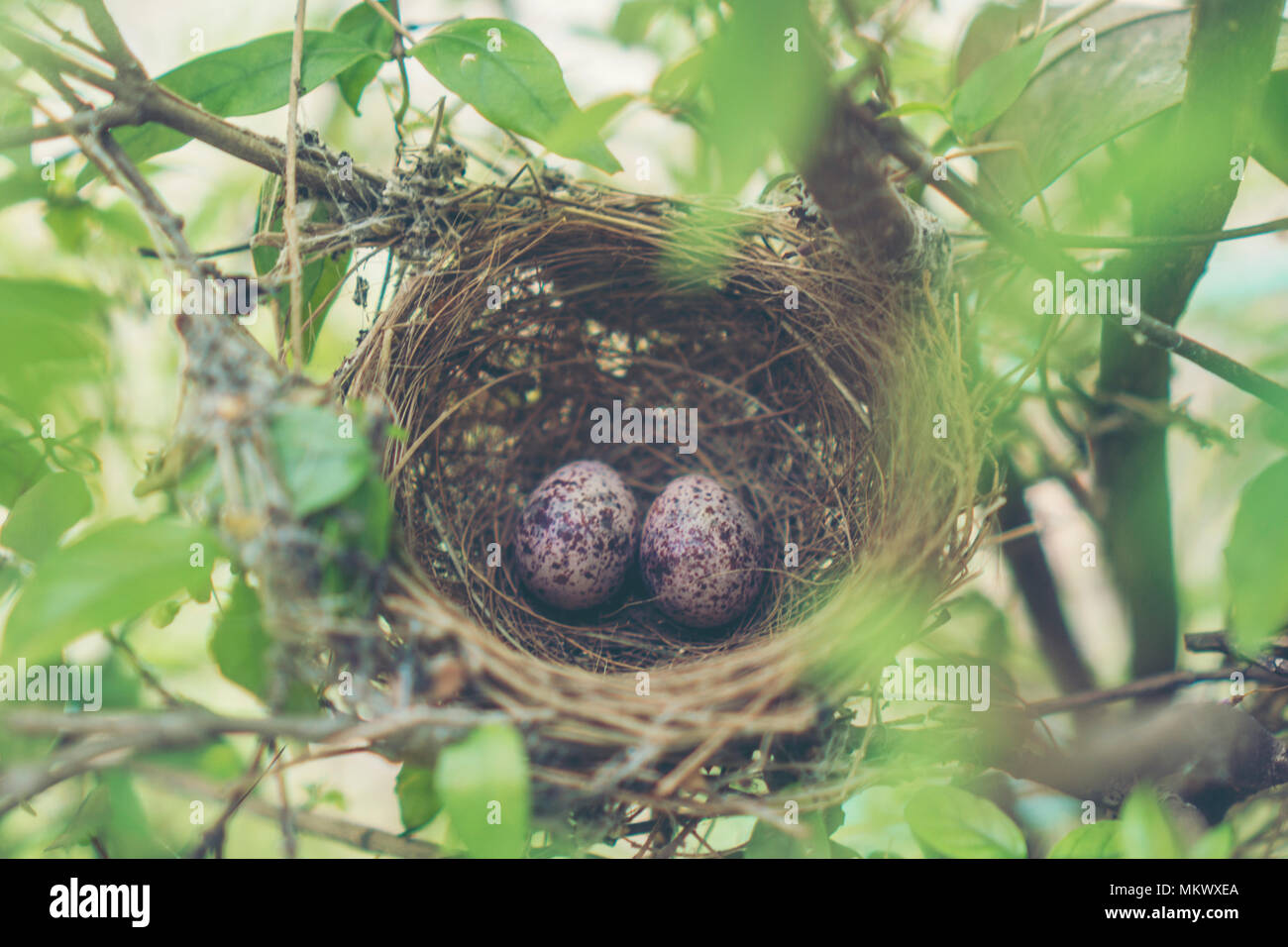 Cardinal eggs hires stock photography and images Alamy