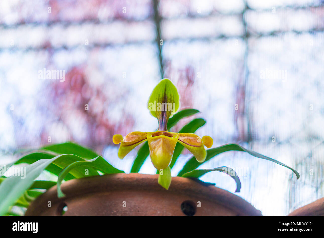 Paphiopedilum orchid flower or Lady's Slipper orchid in Conservation Center Paphiopedilum Doi Inthanon , Chiang Mai, Thailand. Stock Photo