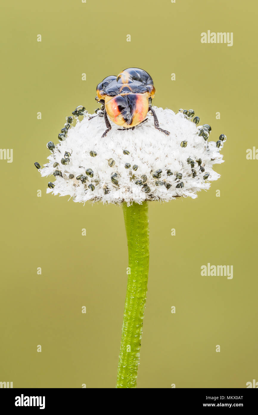 A dew covered firefly (Pyractomena ecostata) perches on a Flattened Pipewort (Eriocaulon compressum) inflorescence in the early morning. Stock Photo
