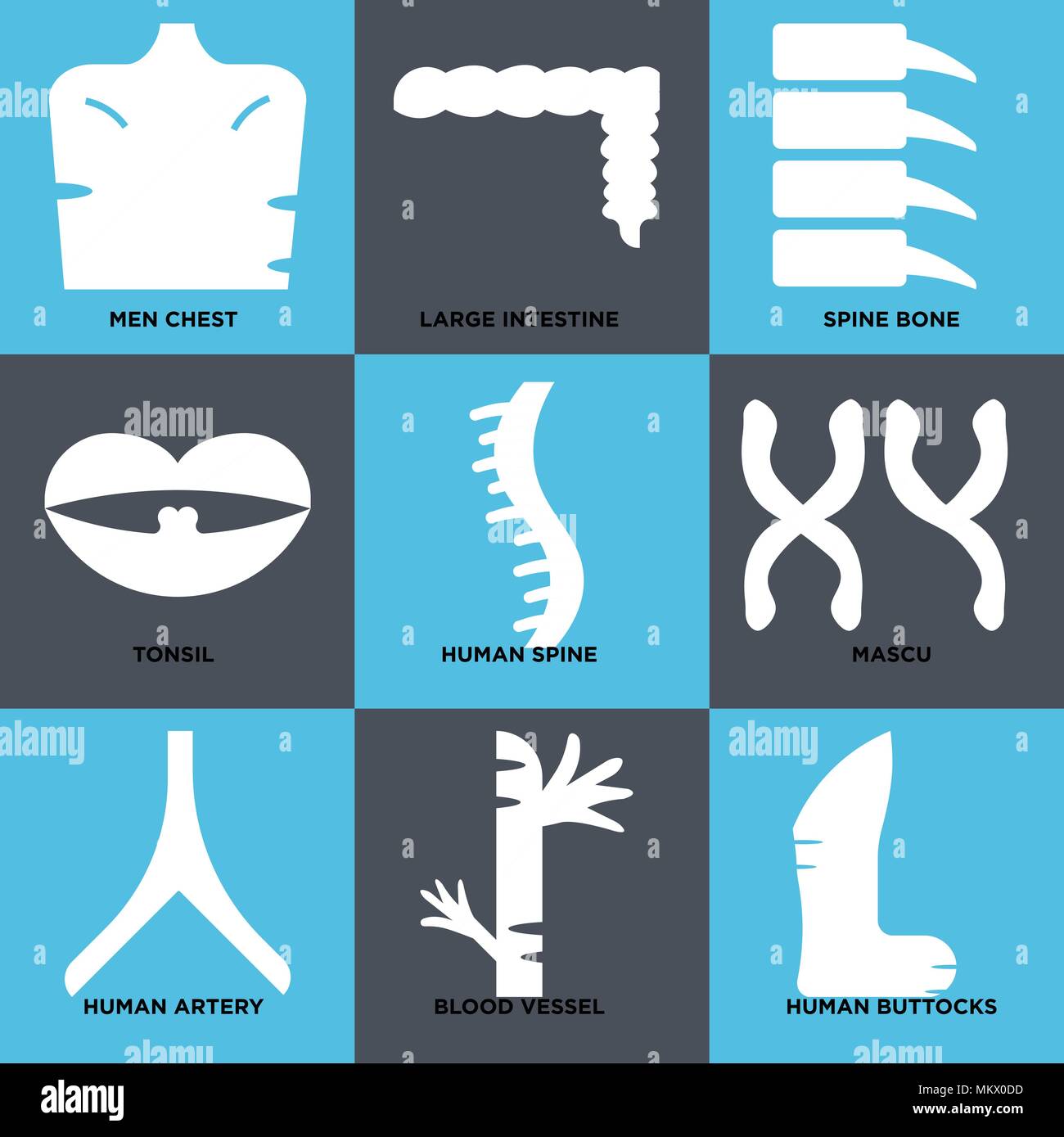 Set Of 9 simple editable icons such as Human Buttocks, Blood Vessel ...