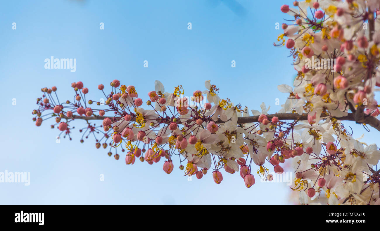 colorful flower on tropical tree in Thailand, natural scene in Asia ...