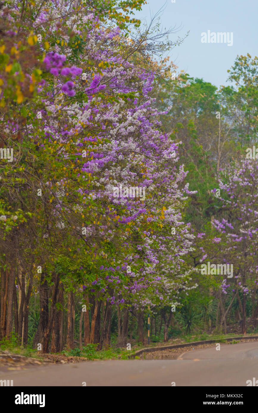colorful flower on tropical tree in Thailand, natural scene in Asia ...
