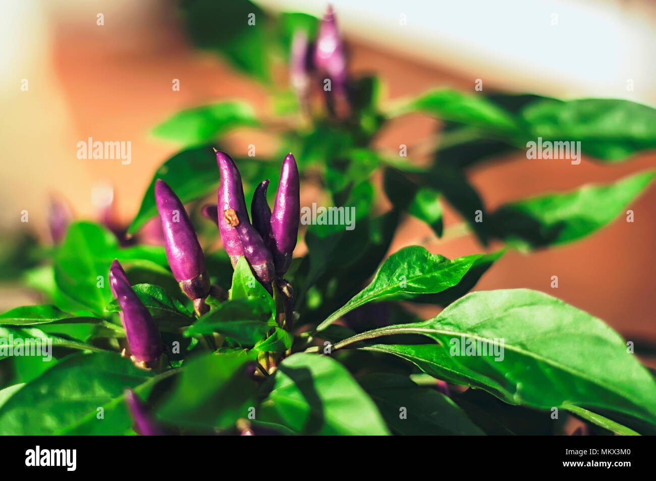 Pepper x Banque d'images détourées - Alamy