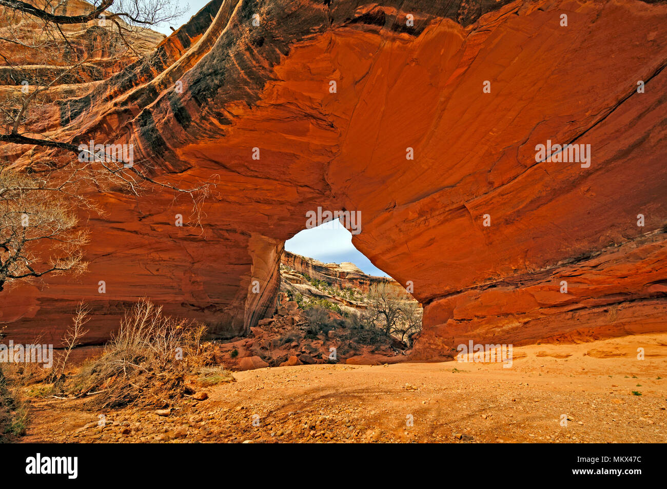 Kachina Bridge in Natural Bridges National Monument in Utah Stock Photo ...