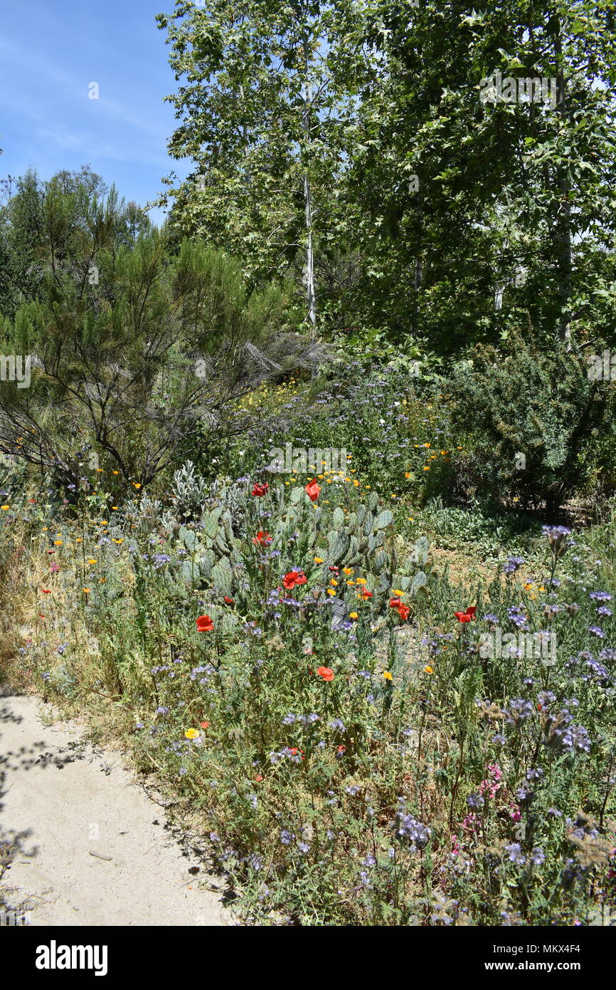 Arlington Garden Spring 2018 Pasadena Ca Stock Photo 184356456