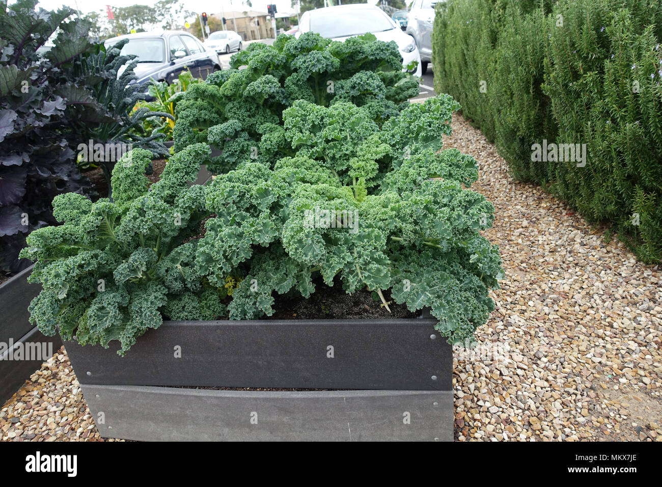 Growing Brassica oleracea or known as Dwarf Blue Scotch Kale on a vegetable patch Stock Photo