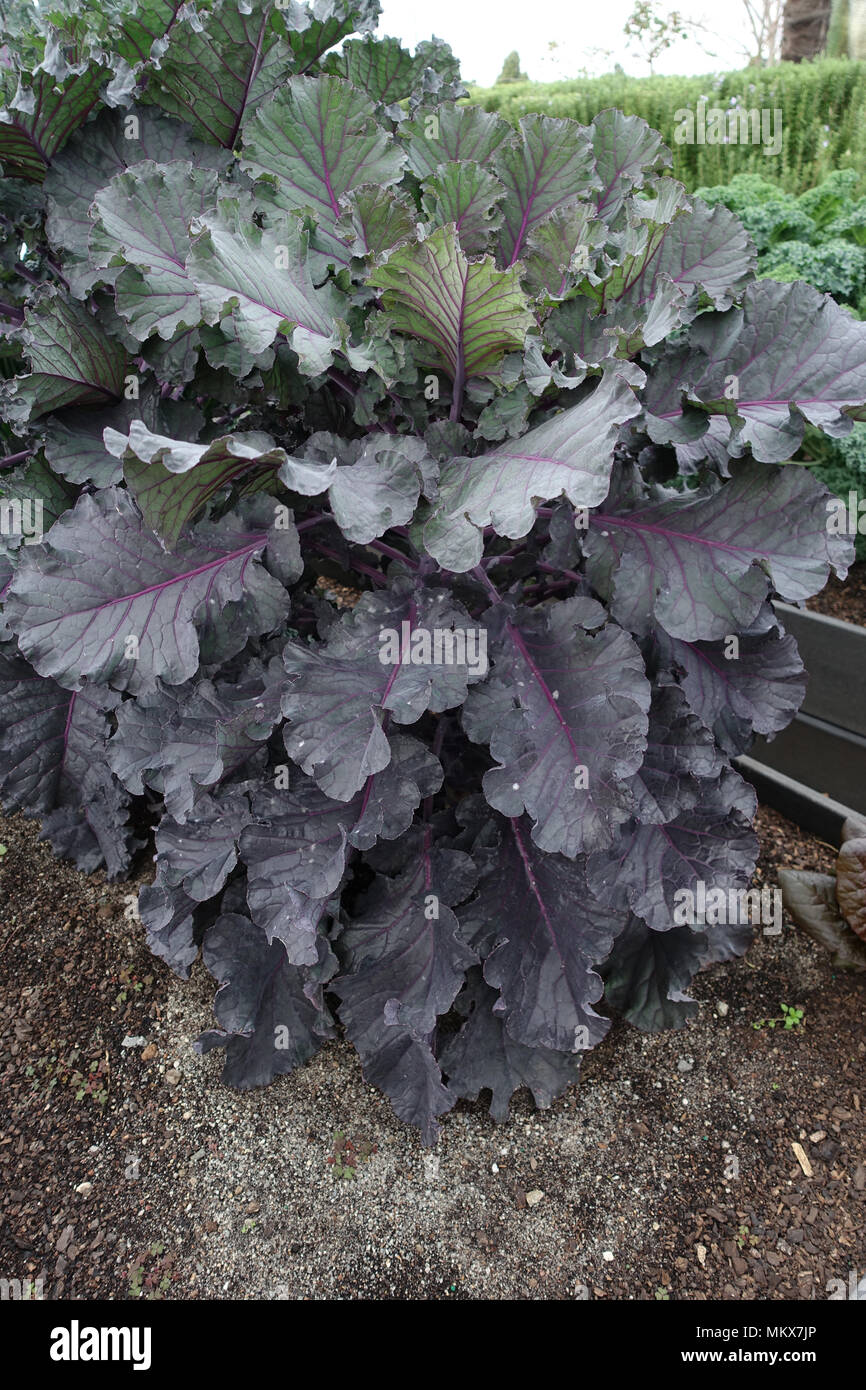 Red Russian Kale growing on a vegetable patch Stock Photo