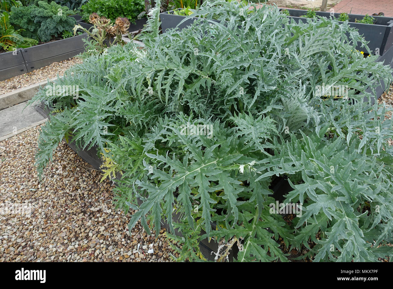 Globe artichoke, Cynara cardunculus var. scolymus, Cynara scolymus Stock Photo