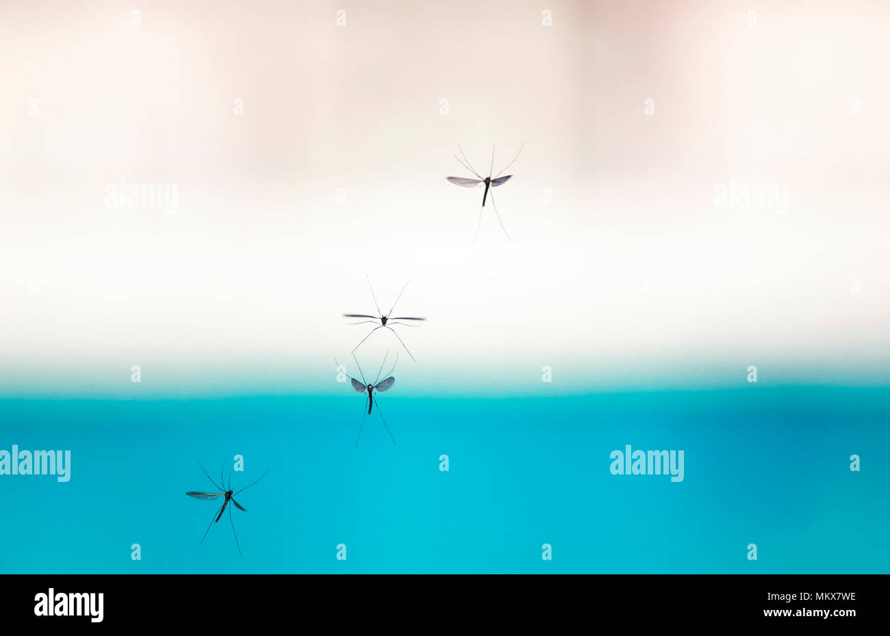 Mosquito bite face hi-res stock photography and images - Alamy