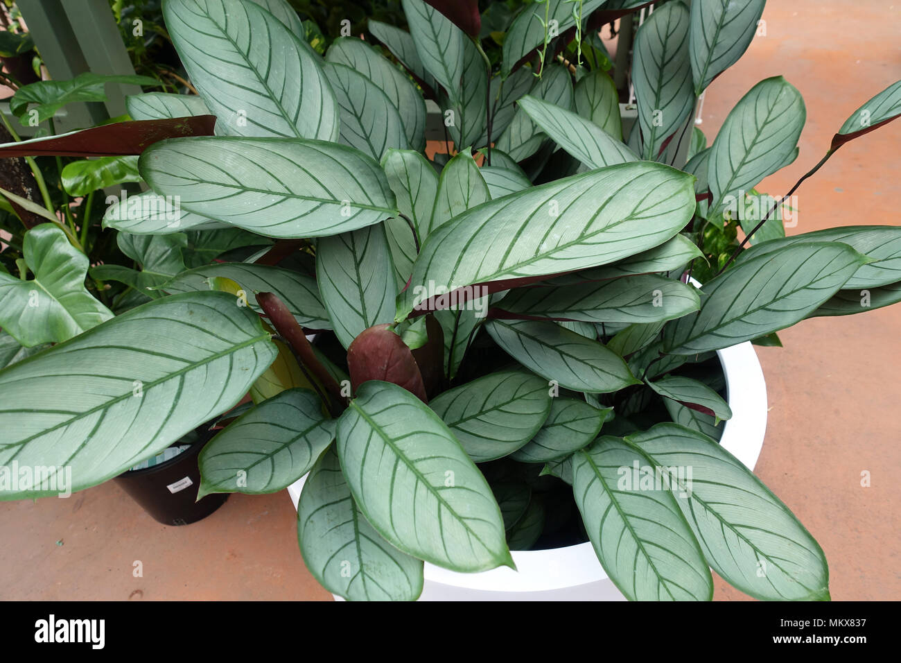 Ctenanthe setosa or known as  Grey Star plants Stock Photo