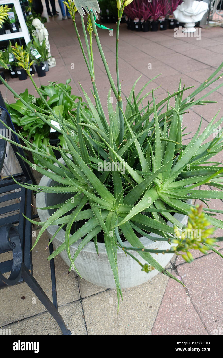 Bush Baby Yellow Aloe Hybrid Aloe Vera Stock Photo Alamy Bush Baby Yellow Aloe Hybrid Aloe Vera Stock Photo Alamy