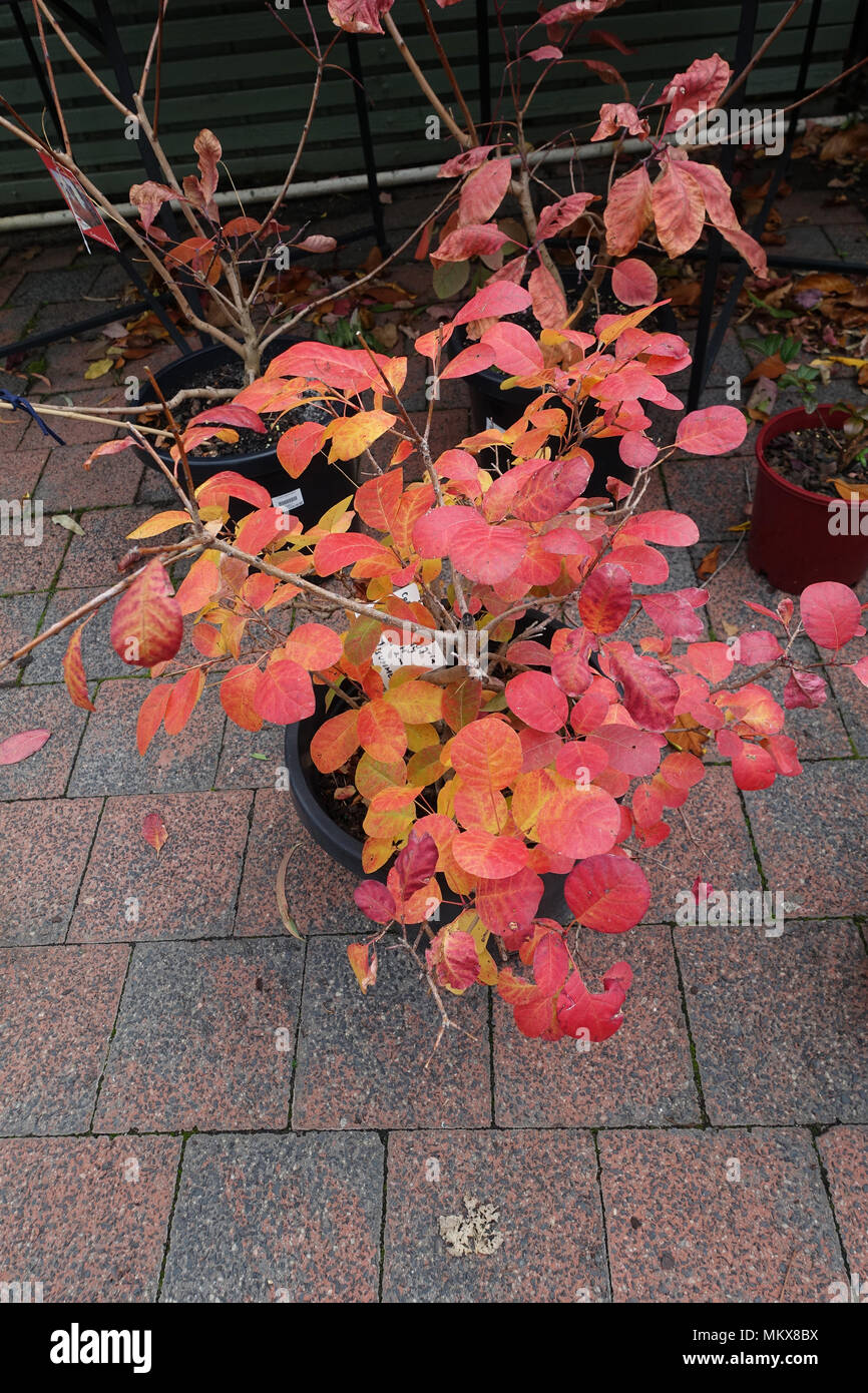 Cotinus coggygria or also known as Young Lady Smoke Bush tree Stock ...