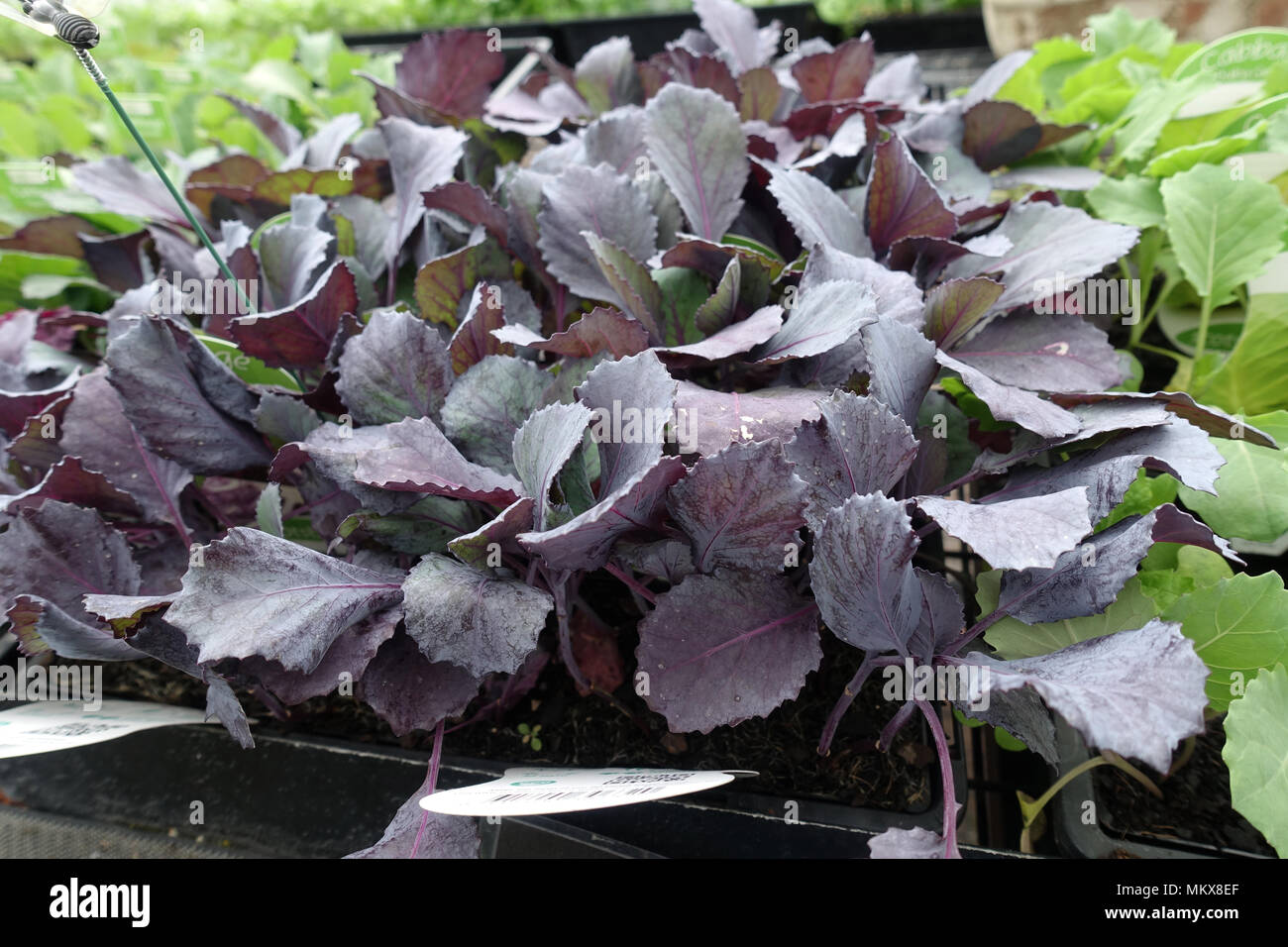 Brassica oleracea or known as Cabbage Baby Red Brassica oleracea or known as Cabbage Baby Red Stock Photo