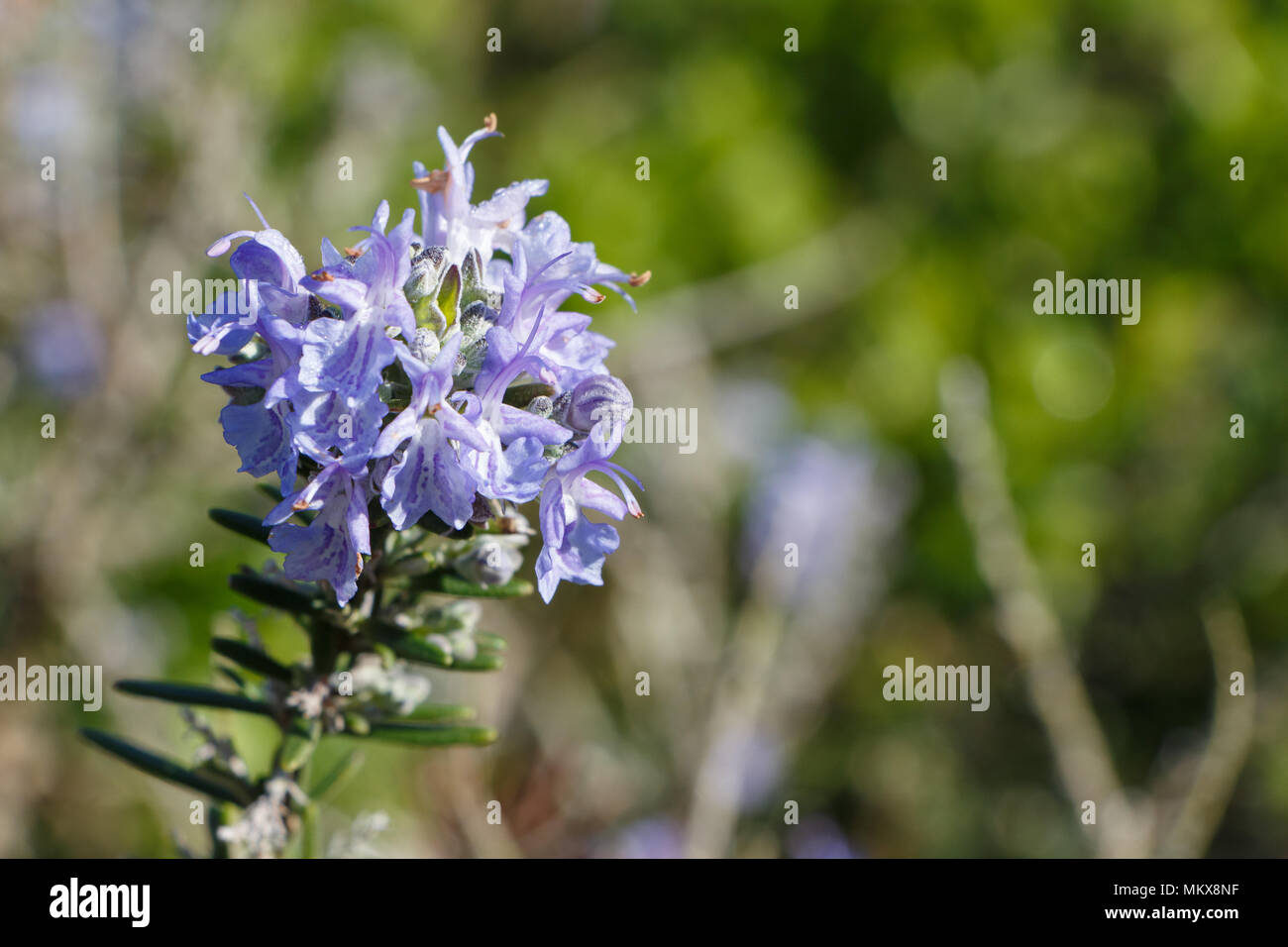 Rosemary plant with purple flowers in a garden during spring Stock