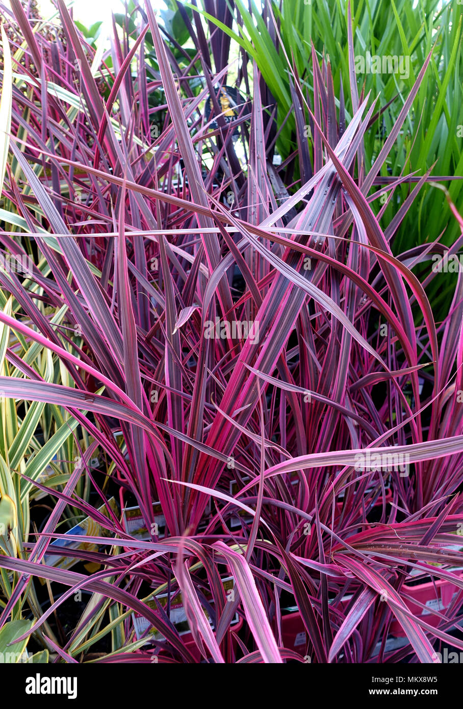 Pink Passion Cordyline Stock Photo