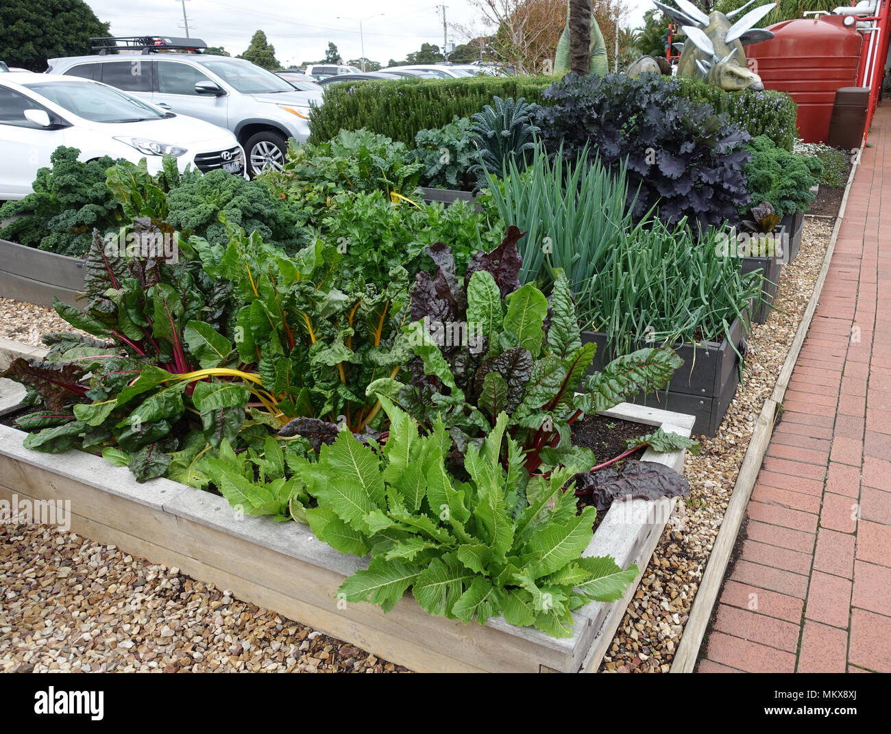 Vegetable patch with mixed vegetables growing ready to harvest Stock Photo