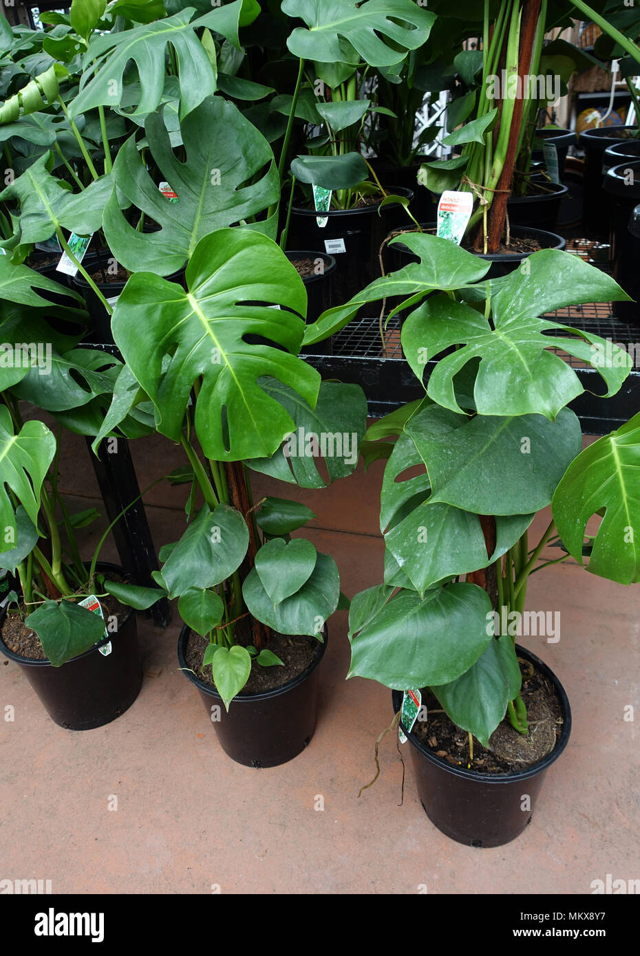 Monstera Deliciosa or known as Swiss cheese plant growing in a pot Stock Photo