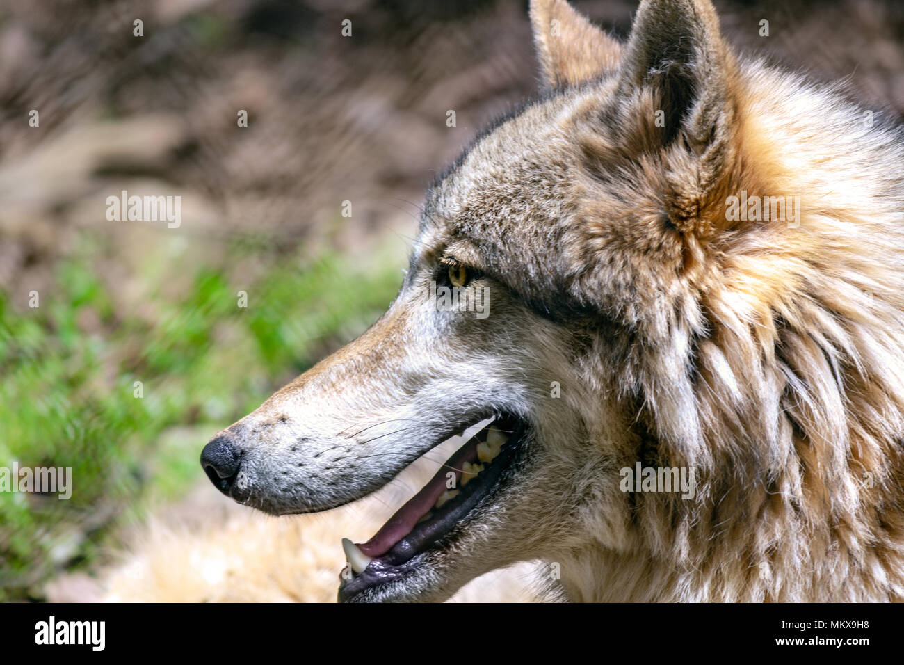 A grey wolf (Canis lupus) is viewed close up, from the side, at the