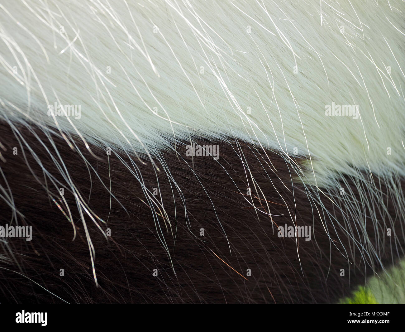 Long Shiny Strands Of Silky White Horsehair Blowing In The Wind