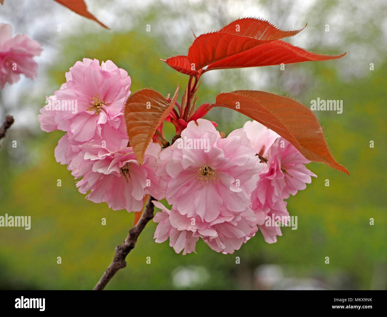 japanese cherry blossom leaves