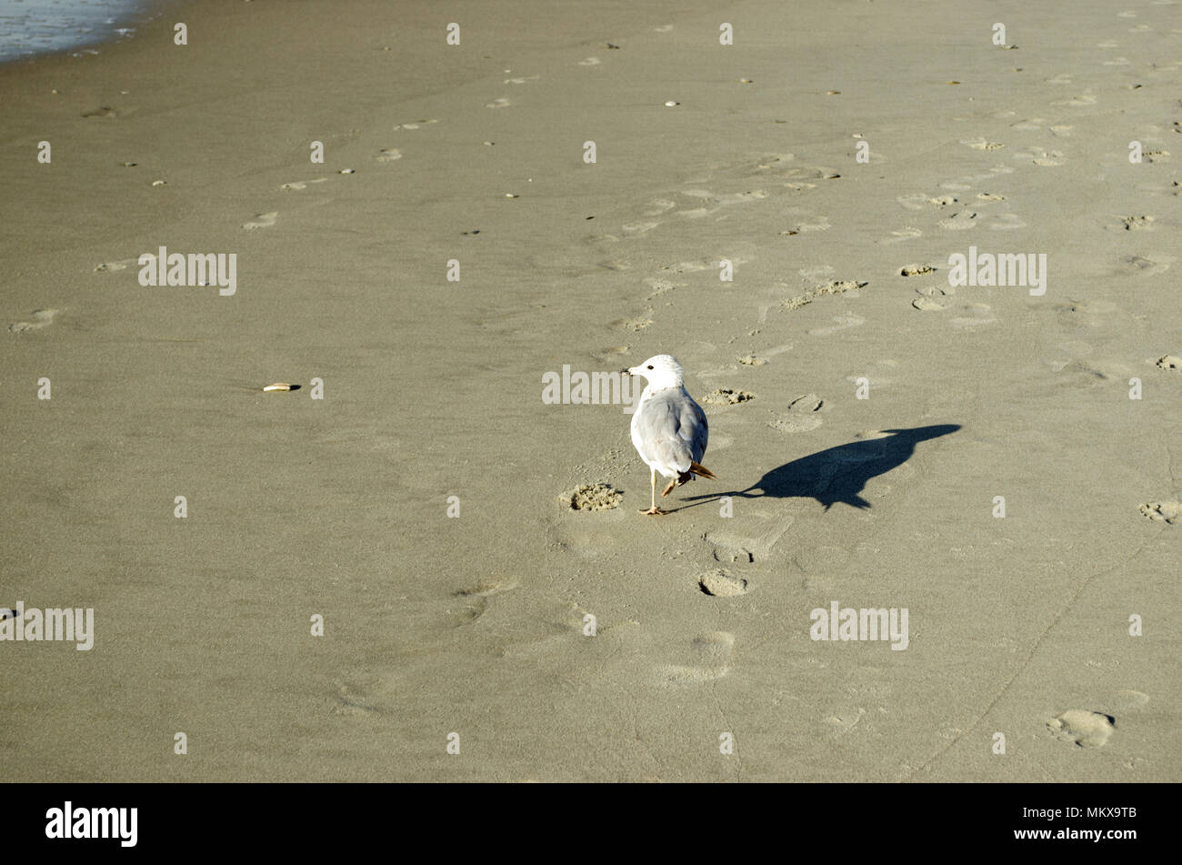 Herring Gull, Seagull, on Fishing Nets, on Hastings Old Town Stade beach,  East Sussex, UK. Larus Argentatus Stock Photo - Alamy