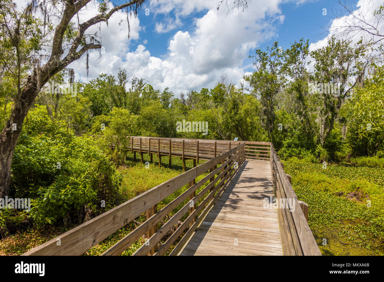 Wood Boardwalk in Lettuce Lake Regional Park in Hillsborough County in