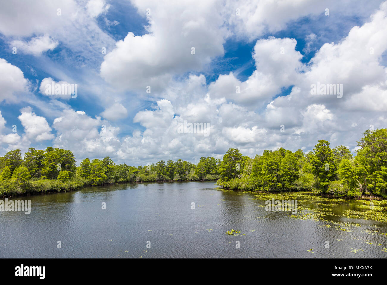 Big white clouds in sky over Hillsborough River in Lettuce Lake Regional Park in Tampa Florida Stock Photo