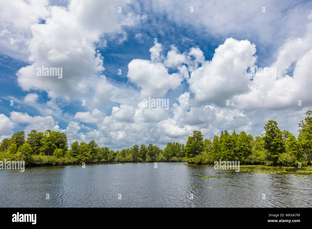 Big white clouds in sky over Hillsborough River in Lettuce Lake Regional Park in Tampa Florida Stock Photo