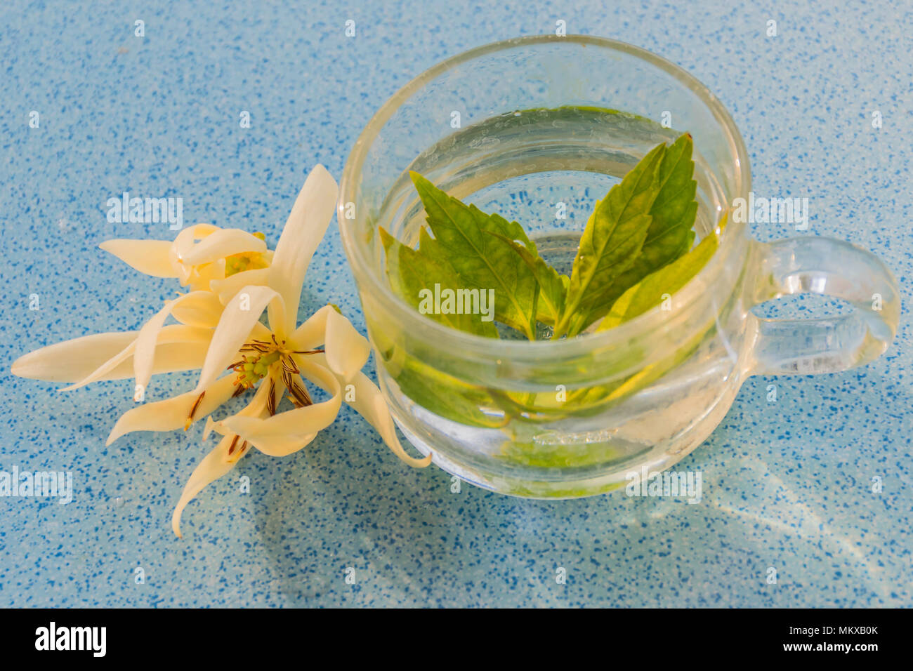 Abstract soft focus a cup of Java tea, Kidney tea plant, Cat’s whiskers