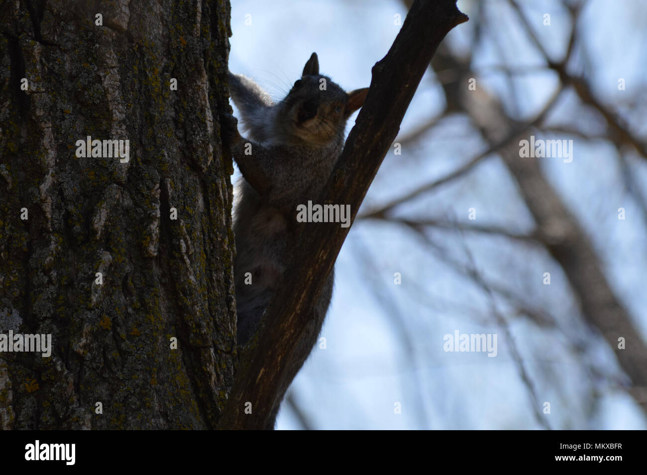 Squirrel on a tree Stock Photo