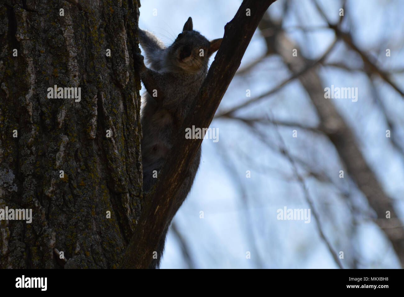 Squirrel on a tree Stock Photo