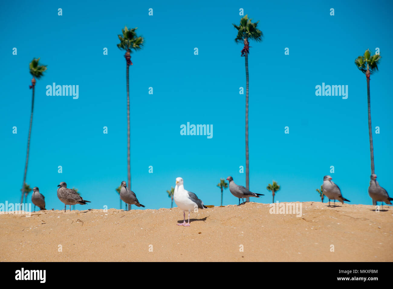 Seagulls on the beach around Long Beach, California. California is