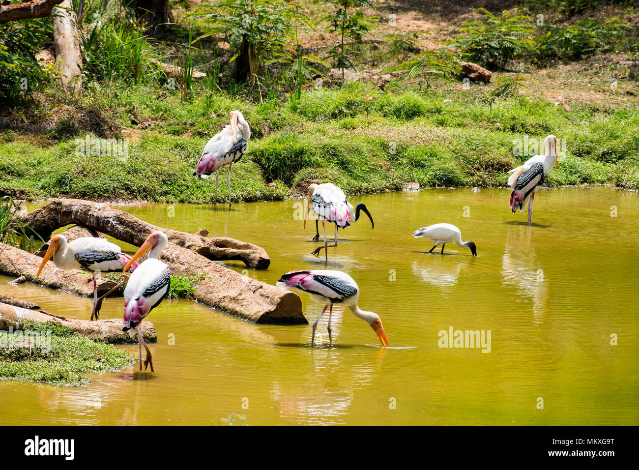A lot of painted storks searching fish on water at zoo close view. Stock Photo