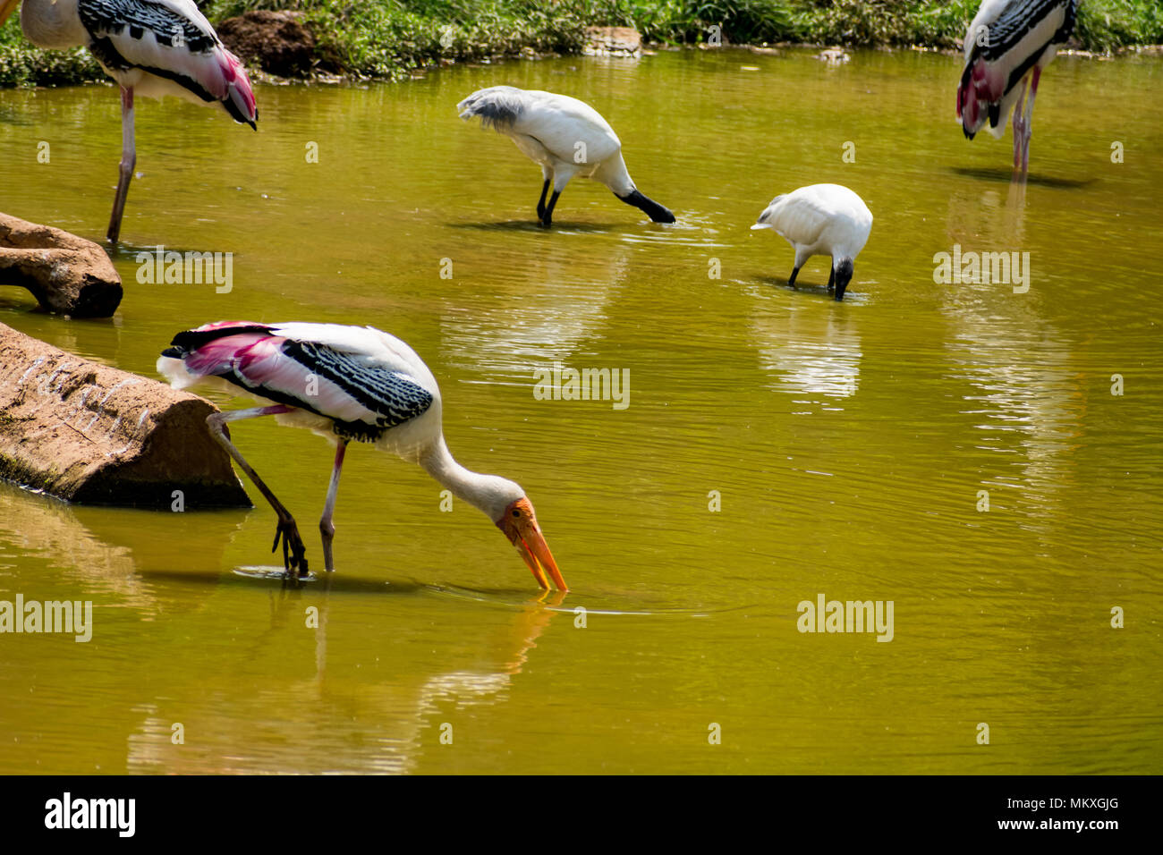A lot of painted storks searching fish on water at zoo close view. Stock Photo
