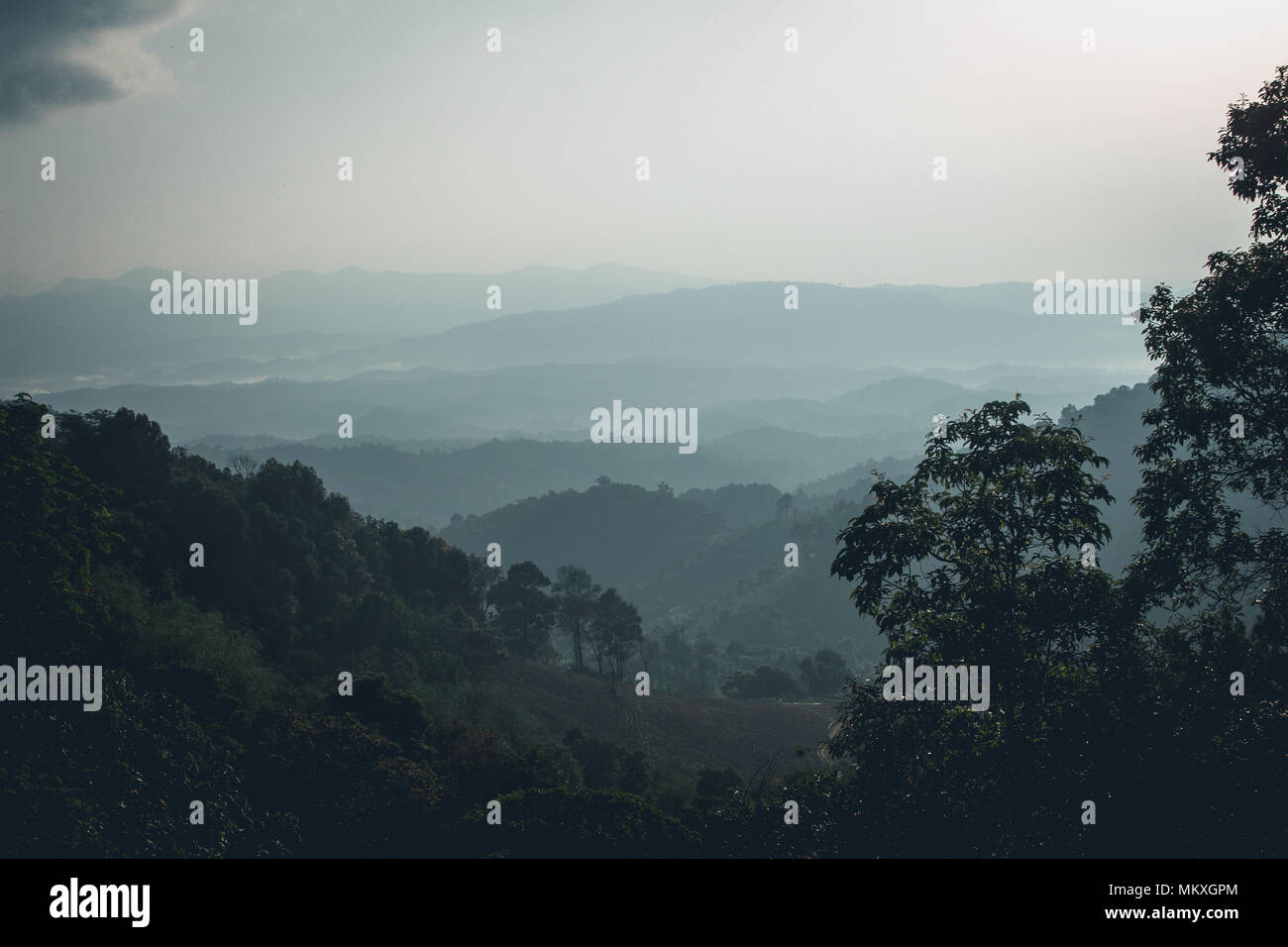 Fog in the forest morning Pine trees Stock Photo - Alamy