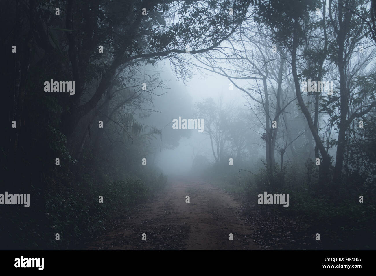 Fog in the forest morning Pine trees Stock Photo - Alamy