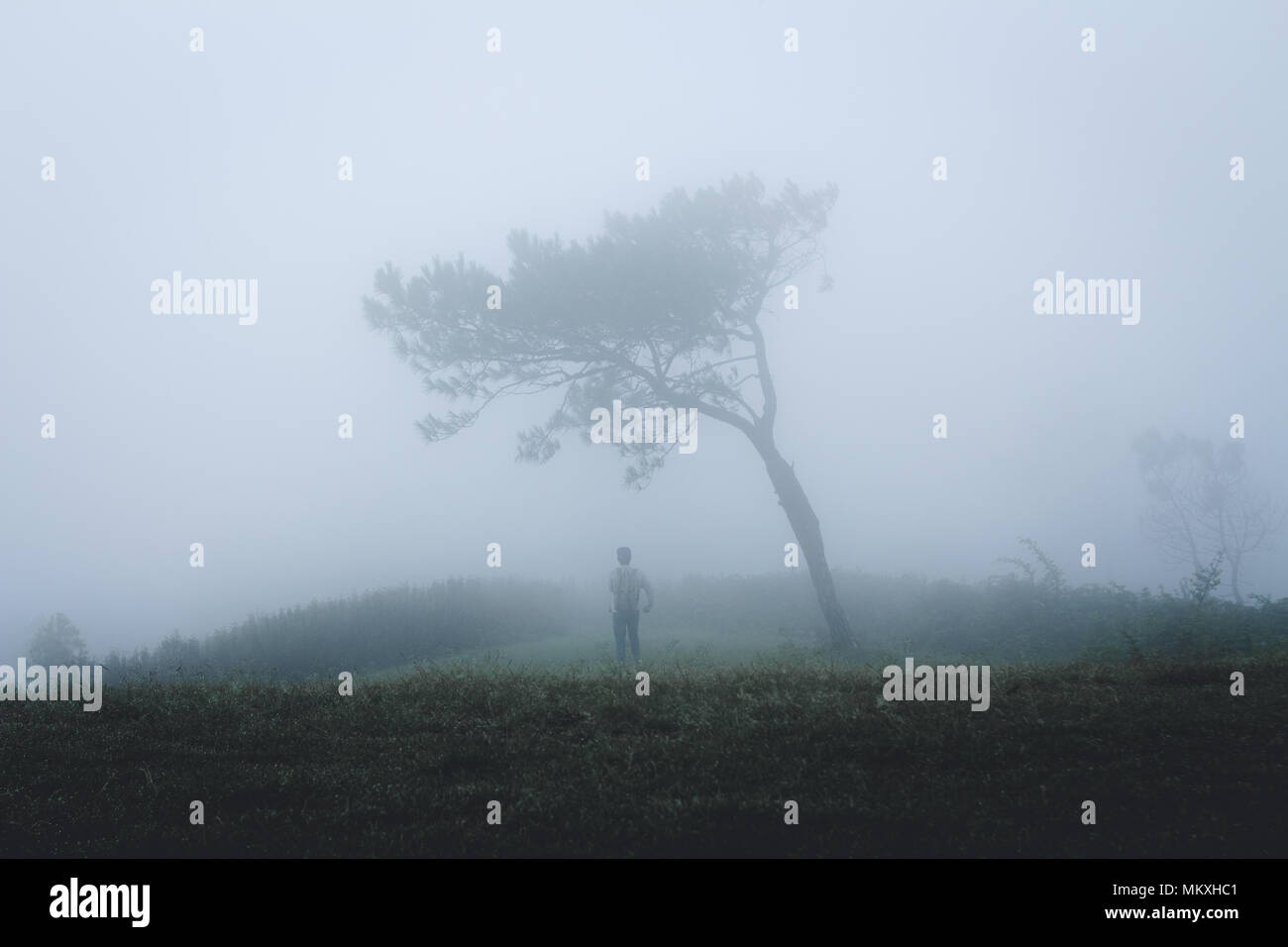 Fog in the forest morning Pine trees Stock Photo - Alamy