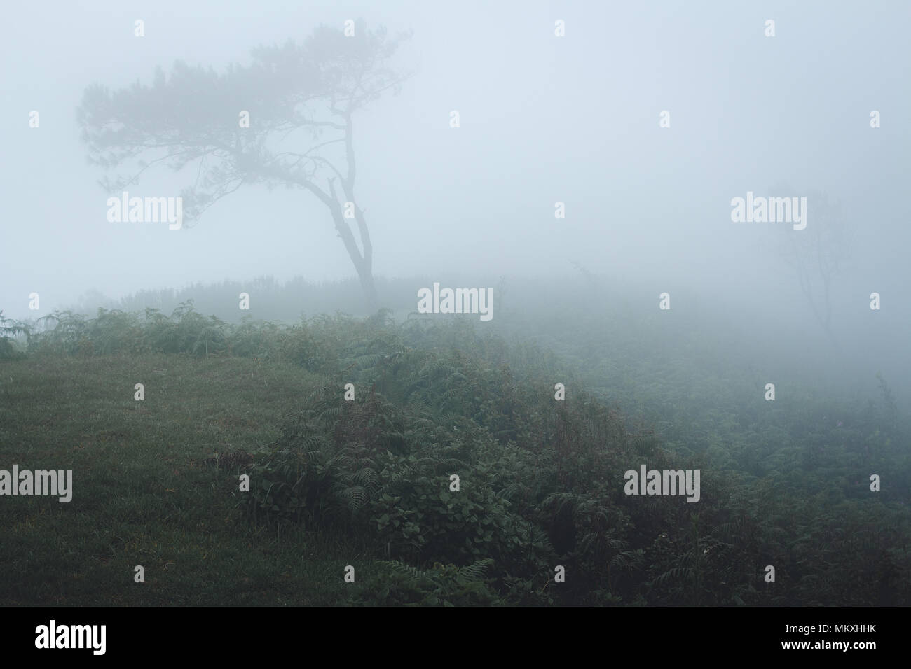 Fog in the forest morning Pine trees Stock Photo - Alamy