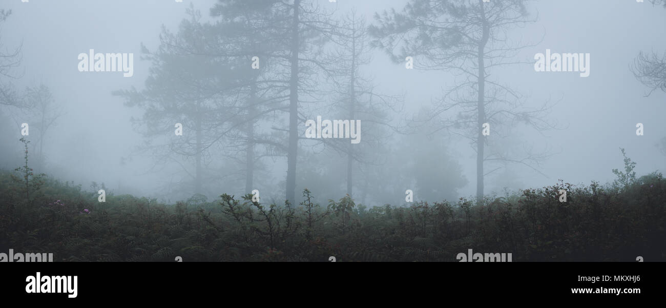 Fog in the forest morning Pine trees Stock Photo - Alamy