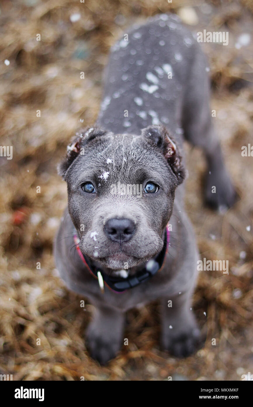Blue cane corso hi-res stock photography and images - Alamy