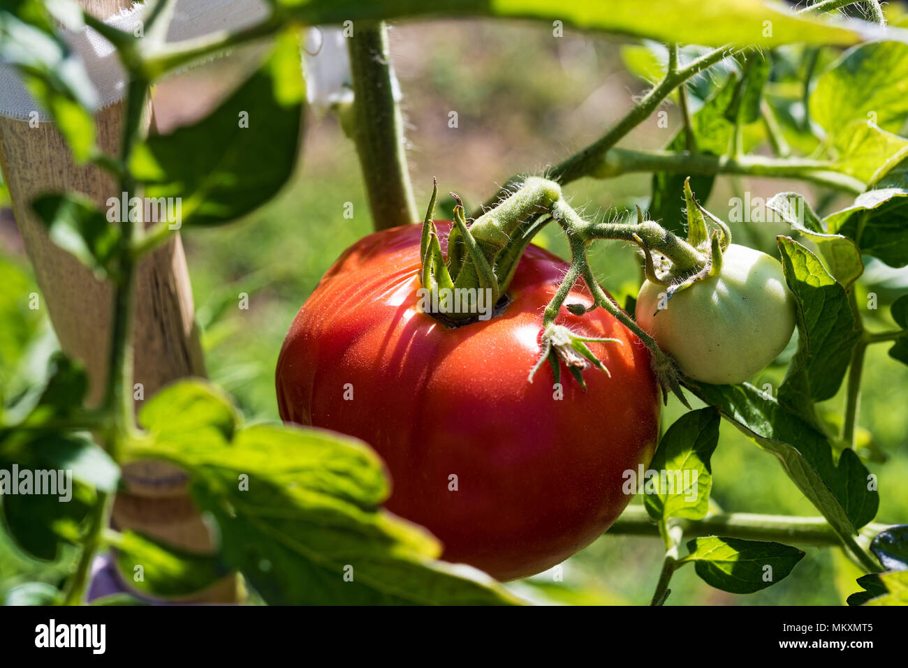 Close-up of fresh red tomato growing on a branch in a garden Stock ...