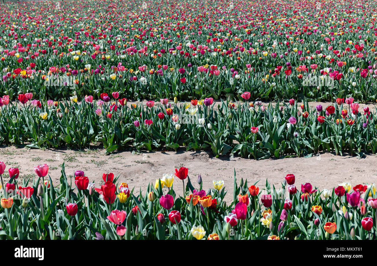 Field of Tulips Stock Photo - Alamy