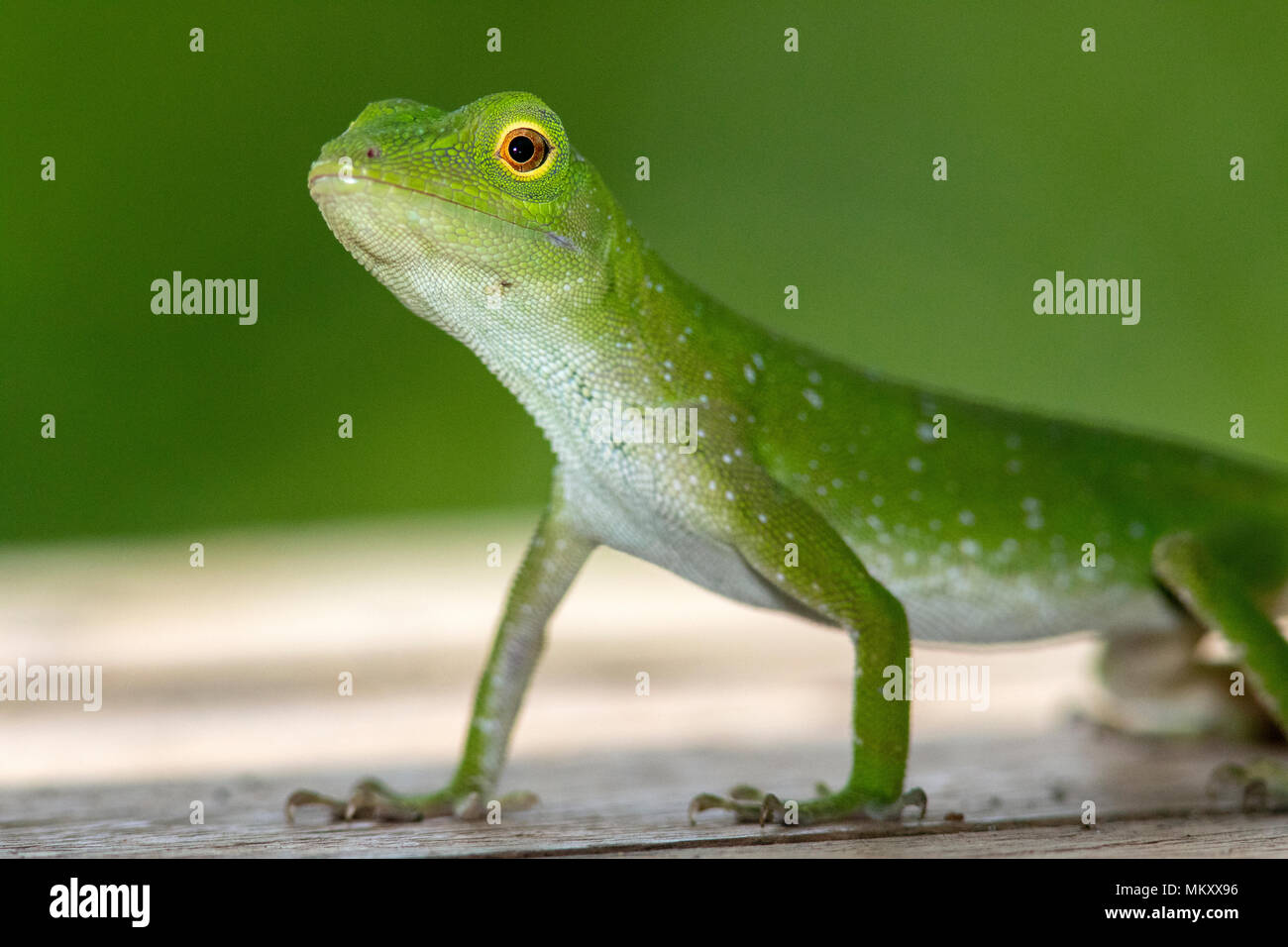 Neotropical green anole (Anolis biporcatus) - La Laguna del Lagarto Lodge, Boca Tapada, Costa Rica Stock Photo