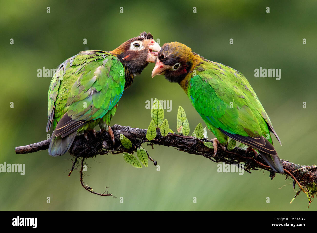 Brown-hooded Parrot (Pyrilia haematotis) couple - La Laguna del Lagarto Lodge, Boca Tapada, Costa Rica Stock Photo