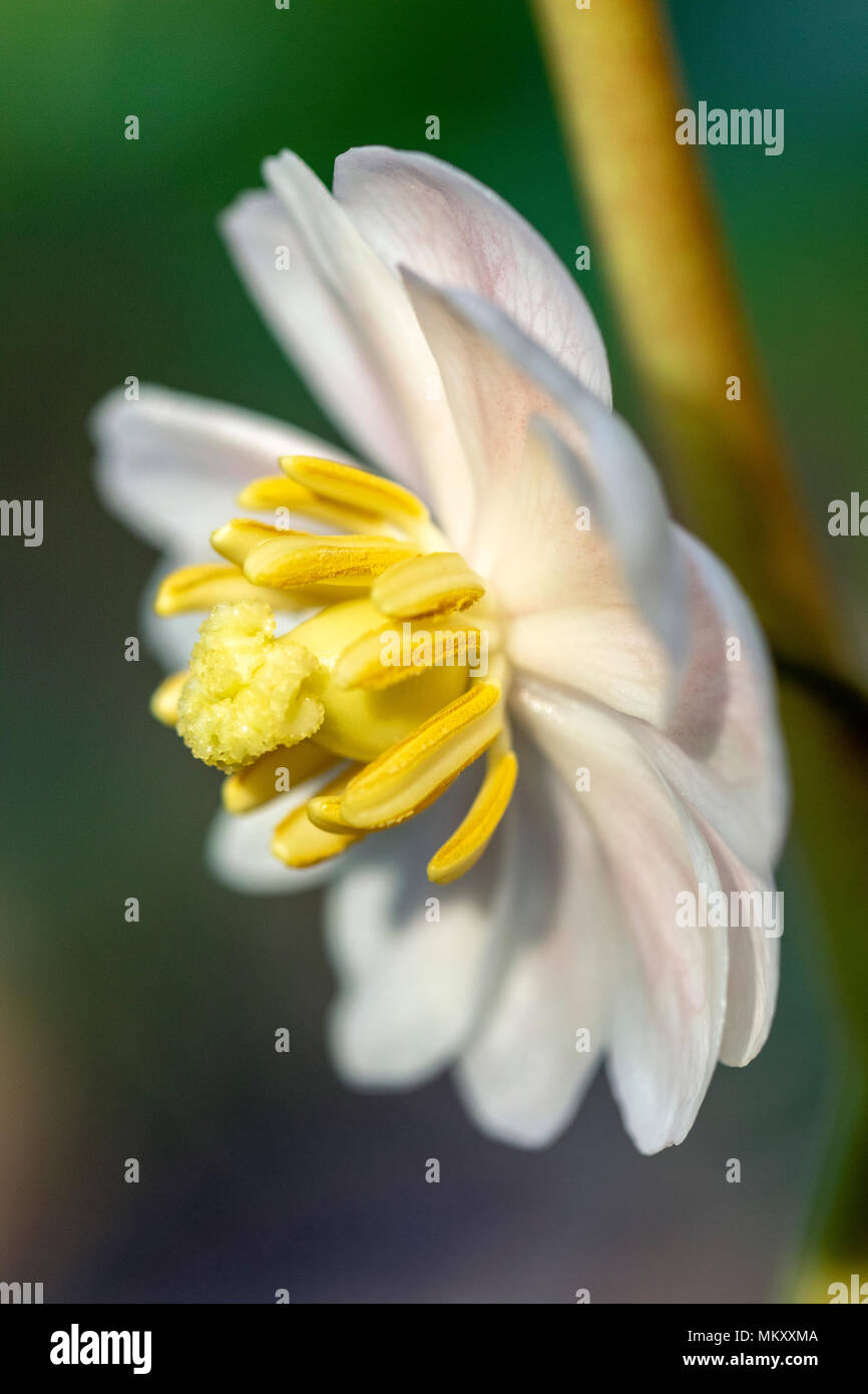 Mayapple Flower (Podophyllum peltatum) - Holmes Educational State Forest, Hendersonville, North Carolina, USA Stock Photo