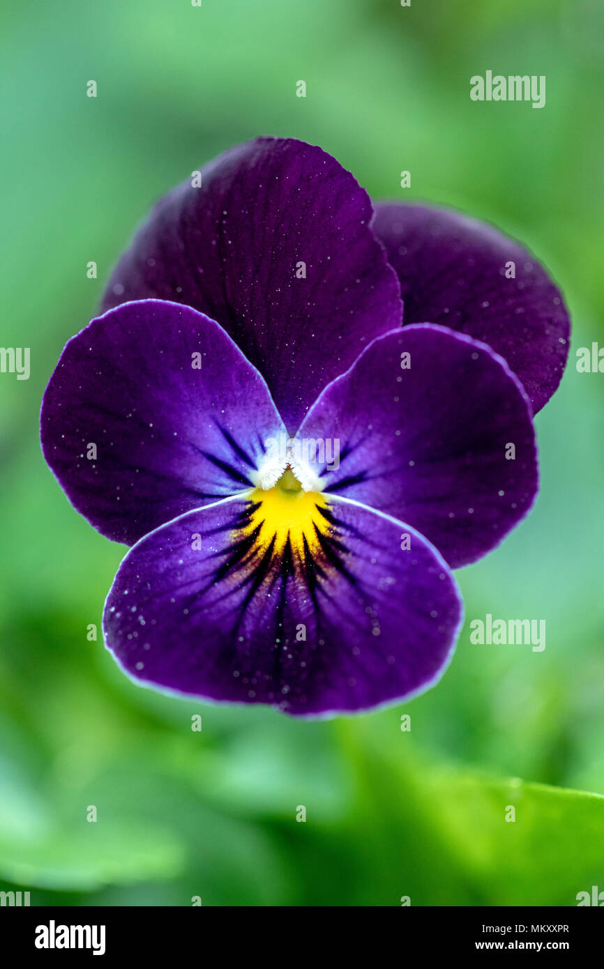 Sorbet Series Viola (Viola cornuta 'Phantom') - North Carolina Arboretum, Asheville, North Carolina, USA Stock Photo