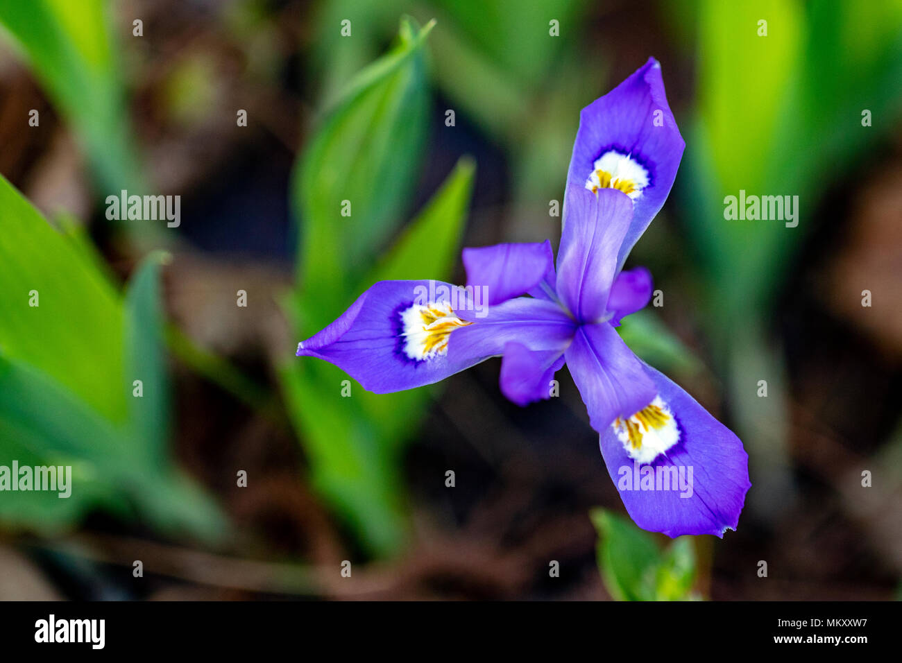 Dwarf Crested Iris (Iris cristata) Corneille Bryan Native Garden
