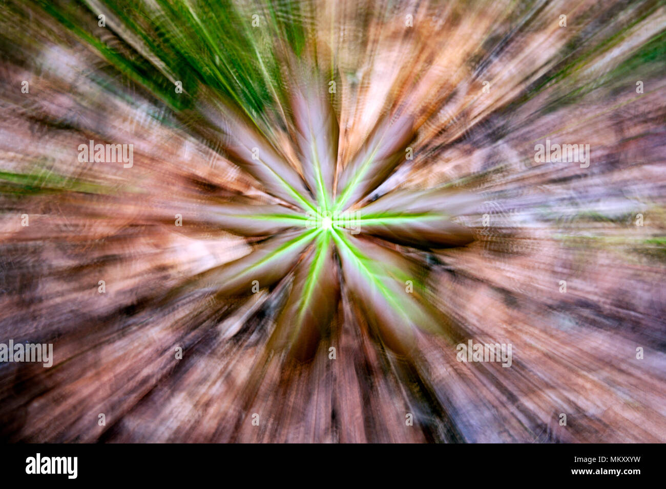 Mayapple Plant Zoom Blur Effect (Podophyllum peltatum) - Coontree Trail, Pisgah National Forest, Brevard, North Carolina, USA Stock Photo